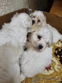 Фото №3. Bichon Frisé Welpen WhatsApp 44 7453 907158.  Германия