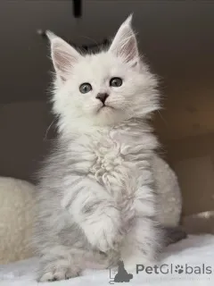 Фото №2 к объявлению №157085 о продаже мейн-кун - купить в Великобритании 