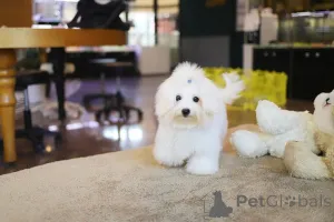 Фото №1. мальтийская болонка - купить в Аллентаун за 29471₽. Объявление №152628