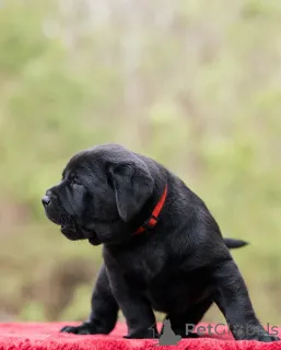 Фото №4. Продажа лабрадор-ретривера в Лондонский район Камден частное объявление - цена договорная