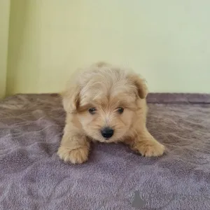 Фото №3. Привет, нас зовут Майк и Шейла..  Финляндия