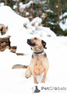Дополнительные фото: Семейный пёс небольшого размера