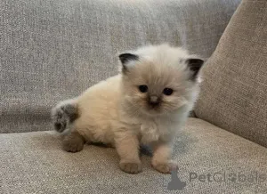 Фото №1. рэгдолл - купить в Беншейм за Бесплатно. Объявление №149826