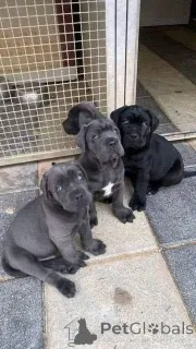 Фото №1. кане-корсо - купить в Байербах за договорная. Объявление №161073