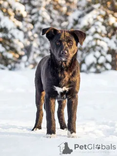 Дополнительные фото: Три щенячьх сердца ищут добрых хозяев