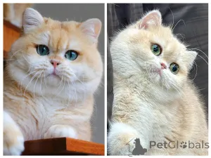 Дополнительные фото: Britishorthair NY 12 мужчин полная родословная