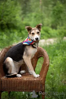 Фото №2 к объявлению №146015 о продаже беспородную - купить в России 