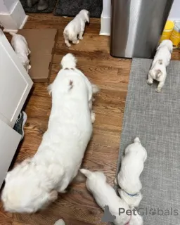 Фото №3. Well-Trained Clumber Spaniel Puppies Available Forever New Homes..  Германия