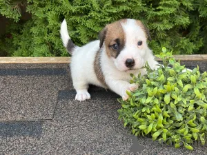 Дополнительные фото: Щенки Джек Рассел Терьер