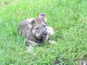 Фото №3. Schwedische Elchhundwelpen zu verkaufen.  Нидерланды