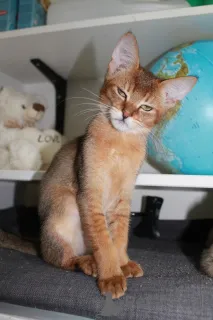 Дополнительные фото: Котята Чаузи