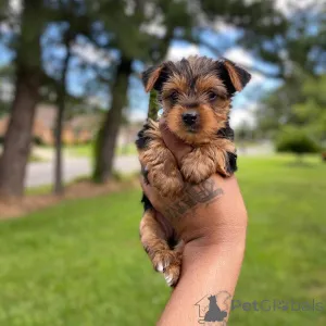 Фото №3. Продаются милые очаровательные щенки йорка. Свяжитесь с WhatsApp Business.  Германия