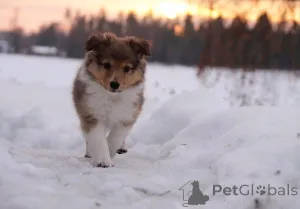Дополнительные фото: Щенки шетландской овчарки