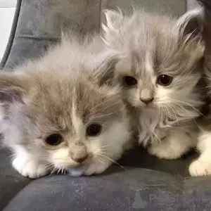 Фото №2 к объявлению №167276 о продаже рэгдолл - купить в Германии частное объявление