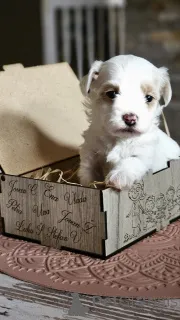 Фото №3. Гаванский бизон.  Сербия