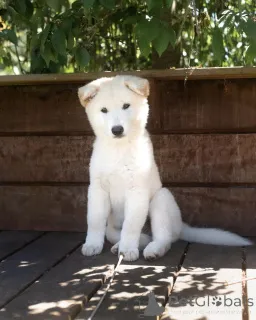 Дополнительные фото: Purebred Spitz Puppies доступно для здоровья проверено и хорошо социализировано