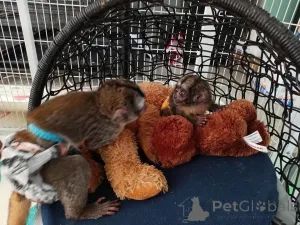 Фото №2 к объявлению №161745 о продаже  - купить в США 