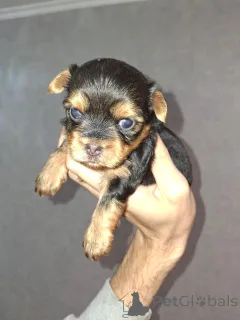 Дополнительные фото: Täysiveriset yorkshirenterrierin pennut