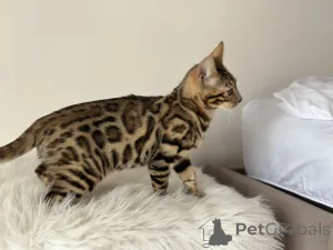 Дополнительные фото: Шикарные Бенгальские котята