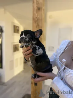 Фото №2 к объявлению №160938 о продаже французского бульдога - купить в Австрии частное объявление