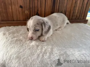 Дополнительные фото: Таксы, приученные к туалету