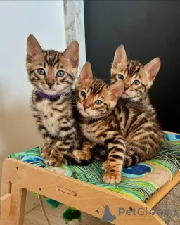 Фото №1. бенгальская - купить в Берлине за договорная. Объявление №141406