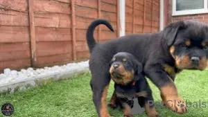 Фото №3. Rottweiler Puppies.  Испания