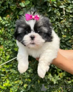 Фото №3. Beautiful male and female KC registered shih tzu pups.  Польша