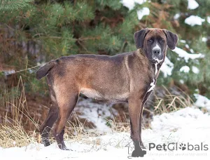 Дополнительные фото: Красавица Лада, молодая добрая семейная собака ищет дом