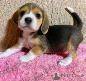 Фото №4. Продажа  в Брентвуд  - цена договорная