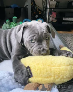 Фото №3. Стаффордширский бультерьер Welpen zu verkaufen.  Австрия