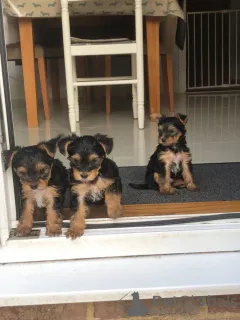 Дополнительные фото: Щенки йоркширского терьера