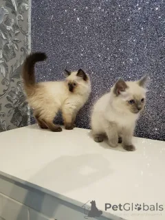Дополнительные фото: Котята Рэгдолл.