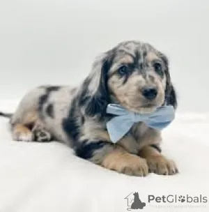 Фото №2 к объявлению №157199 о продаже таксу - купить в Германии частное объявление, заводчик