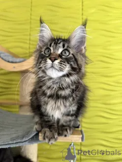 Фото №3. Adorables gatitos maine cooon. Испания