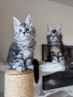 Фото №1. мейн-кун - купить в Мюнхене за договорная. Объявление №165180