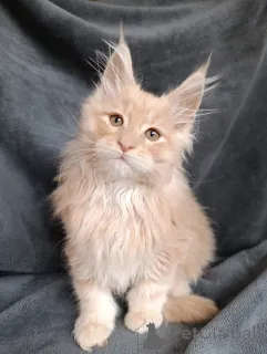 Дополнительные фото: Шикарные котята мальчики