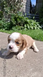 Фото №4. Продажа американского кокер-спаниеля, английского кокер-спаниеля, английского спрингер-спаниеля, вельш-спрингер-спаниеля, ирландского водяного спаниеля, испанскую водяную собаку, кавалер-кинг-чарльз-спаниеля, кинг-чарльз-спаниеля, кламбер-спаниеля, русского охотничьего спаниеля, сеттер, тибетского спаниеля в Вильнюсе частное объявление, из питомника, заводчик - цена 74214₽