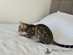 Дополнительные фото: Бенгальская кошка