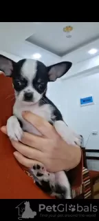 Дополнительные фото: Mini Chihuahuas