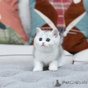 Фото №3. Мой котёнок испугался грома! Вскоре я крепко обняла её, она замурлыкала и начала. Испания