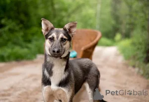 Фото №4. Продажа беспородную в Москве реке частное объявление - цена Бесплатно