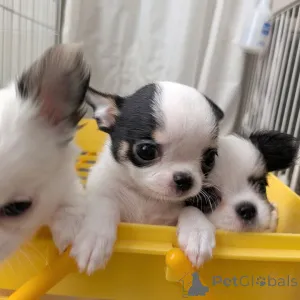 Дополнительные фото: У вас красивые собаки. Я люблю чихуахуа, свяжитесь с WhatsApp Business