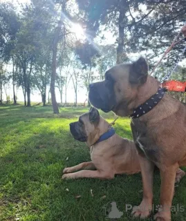 Дополнительные фото: Cane Corso Puppy Top -Class Puppy