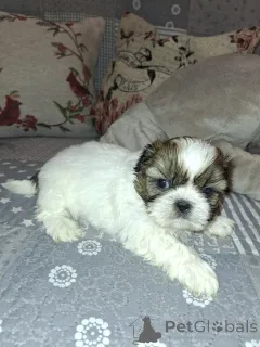 Дополнительные фото: Идеальные щенки Ши-Тцу