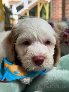 Фото №1. лабрадудль - купить в Бертранж за договорная. Объявление №156279