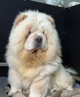 Дополнительные фото: Красивые щенки чау-чау