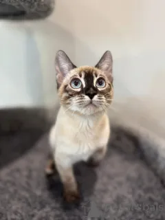 Фото №1. бенгальская - купить в Гамбург за 69575₽. Объявление №152538