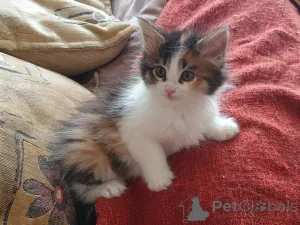 Фото №1. мейн-кун - купить в Дюссельдорфе за 74214₽. Объявление №158970