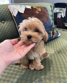 Фото №2 к объявлению №162857 о продаже мальтийскую болонку - купить в Германии частное объявление